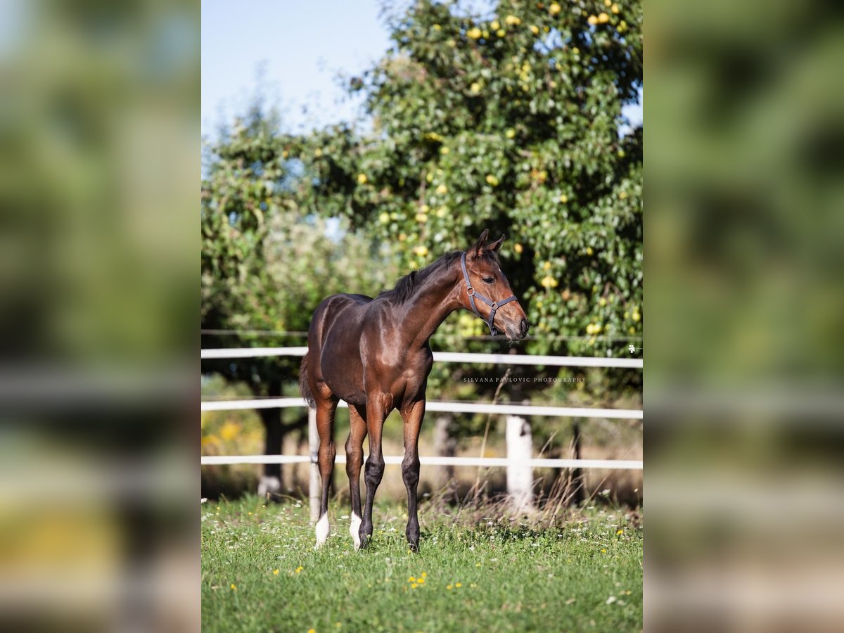 Westphalian Mare Foal (05/2025) Brown in Bruchsal Westphalian Mare Foal (05/2025) Brown in Bruchsal