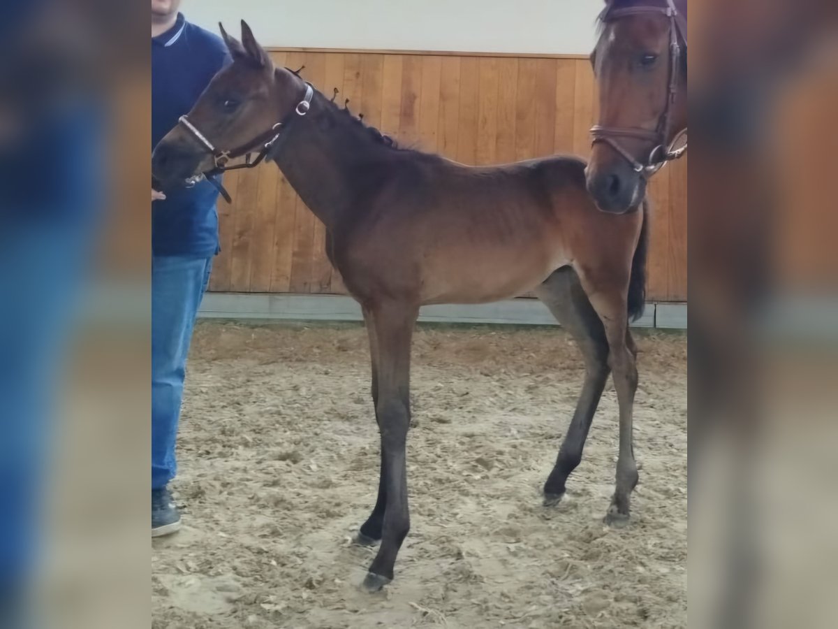 Westphalian Mare  Brown in Freren