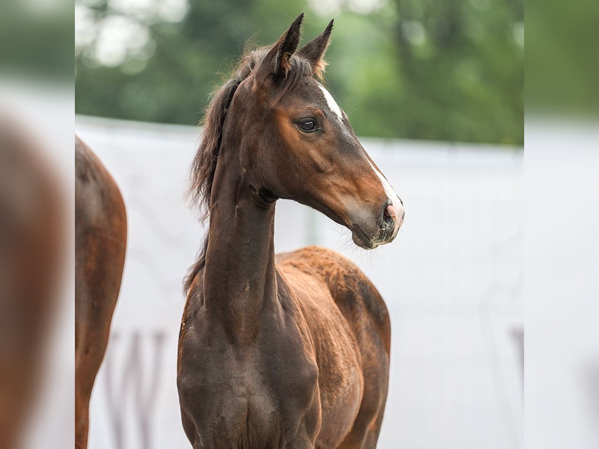 Westphalian Mare Foal (05/2024) Brown in Hagen