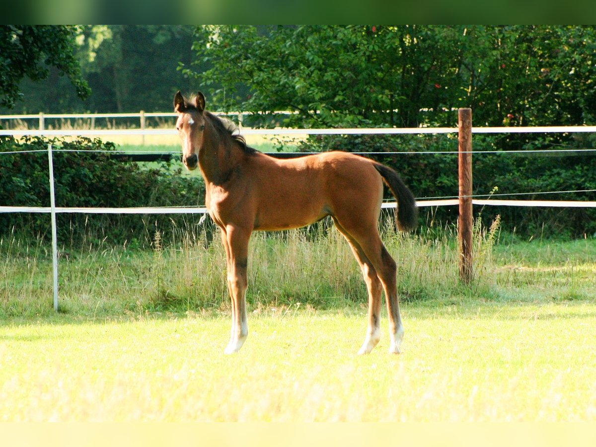 Westphalian Mare Foal (06/2025) Brown in Hamm