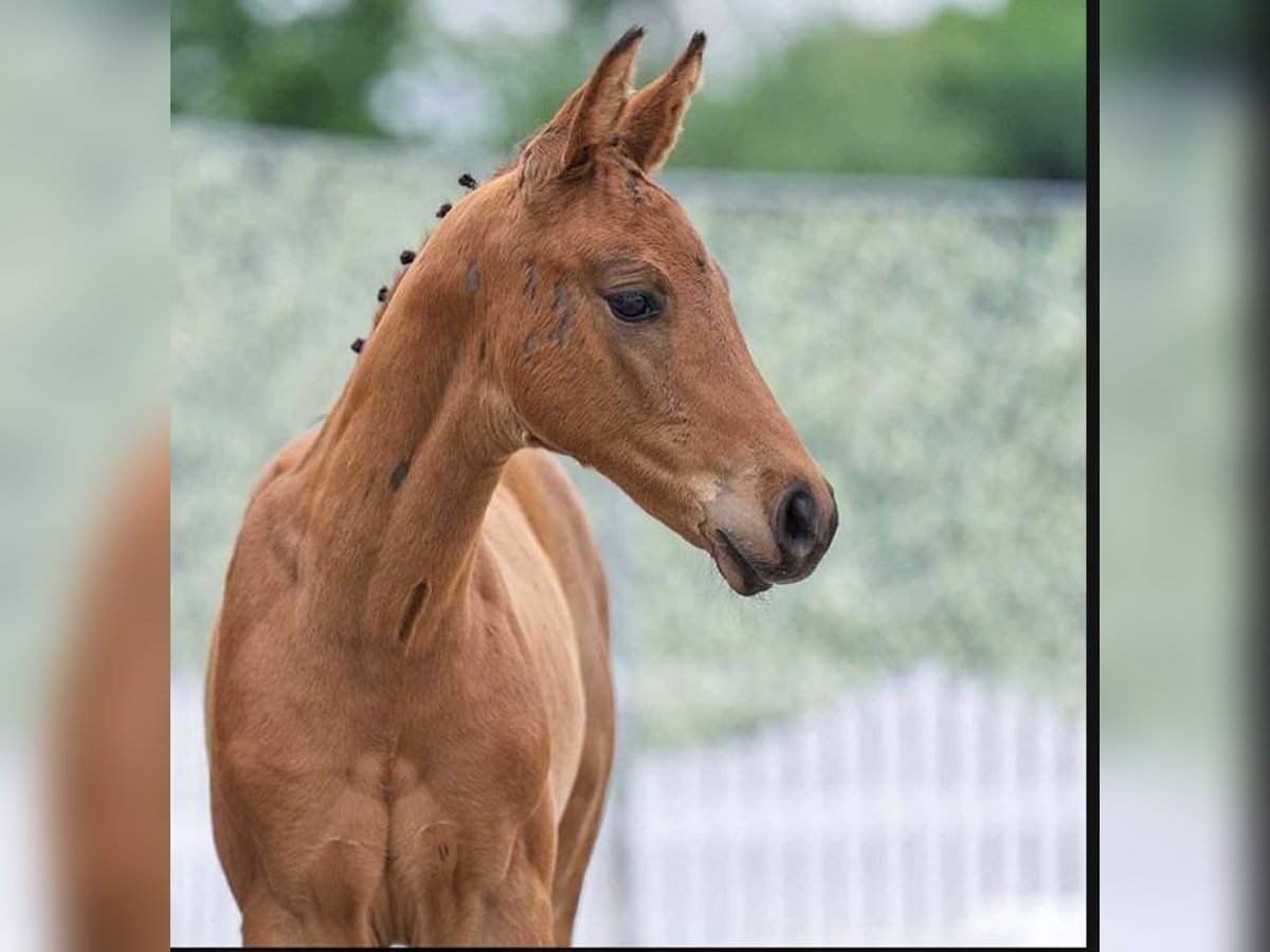 Westphalian Mare Foal (04/2025) Brown in Harsewinkel
