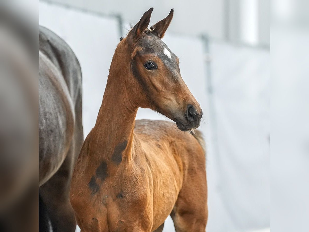 Westphalian Mare Foal (04/2024) Brown in Münster-Handorf