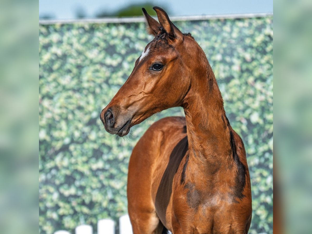 Westphalian Mare Foal (05/2025) Brown in M&#xFC;nster-Handorf