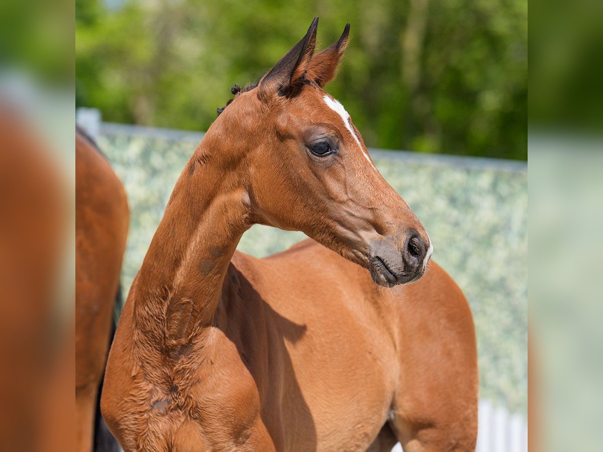 Westphalian Mare  Brown in Münster-Handorf