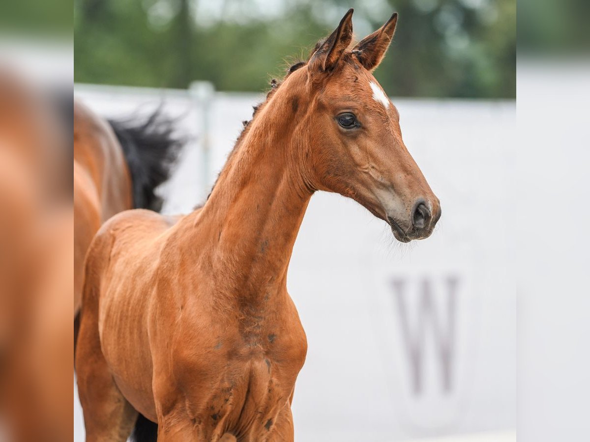 Westphalian Mare Foal (06/2024) Brown in Münster-Handorf