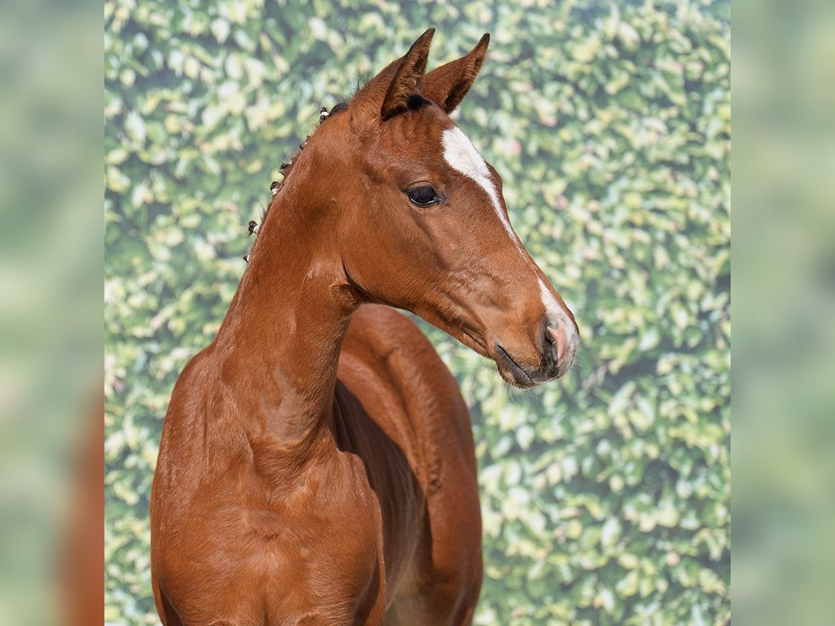 Westphalian Mare  Brown in Münster-Handorf