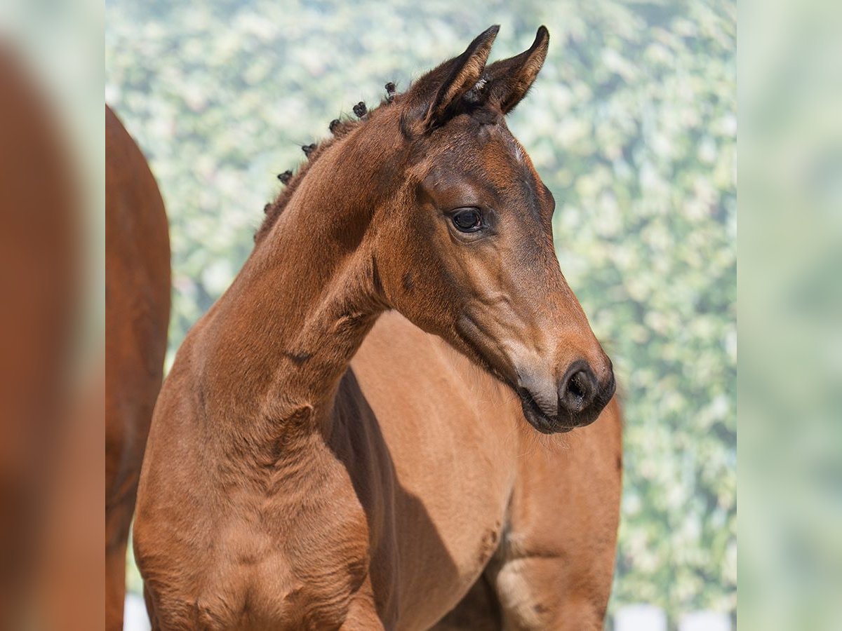 Westphalian Mare  Brown in Münster-Handorf