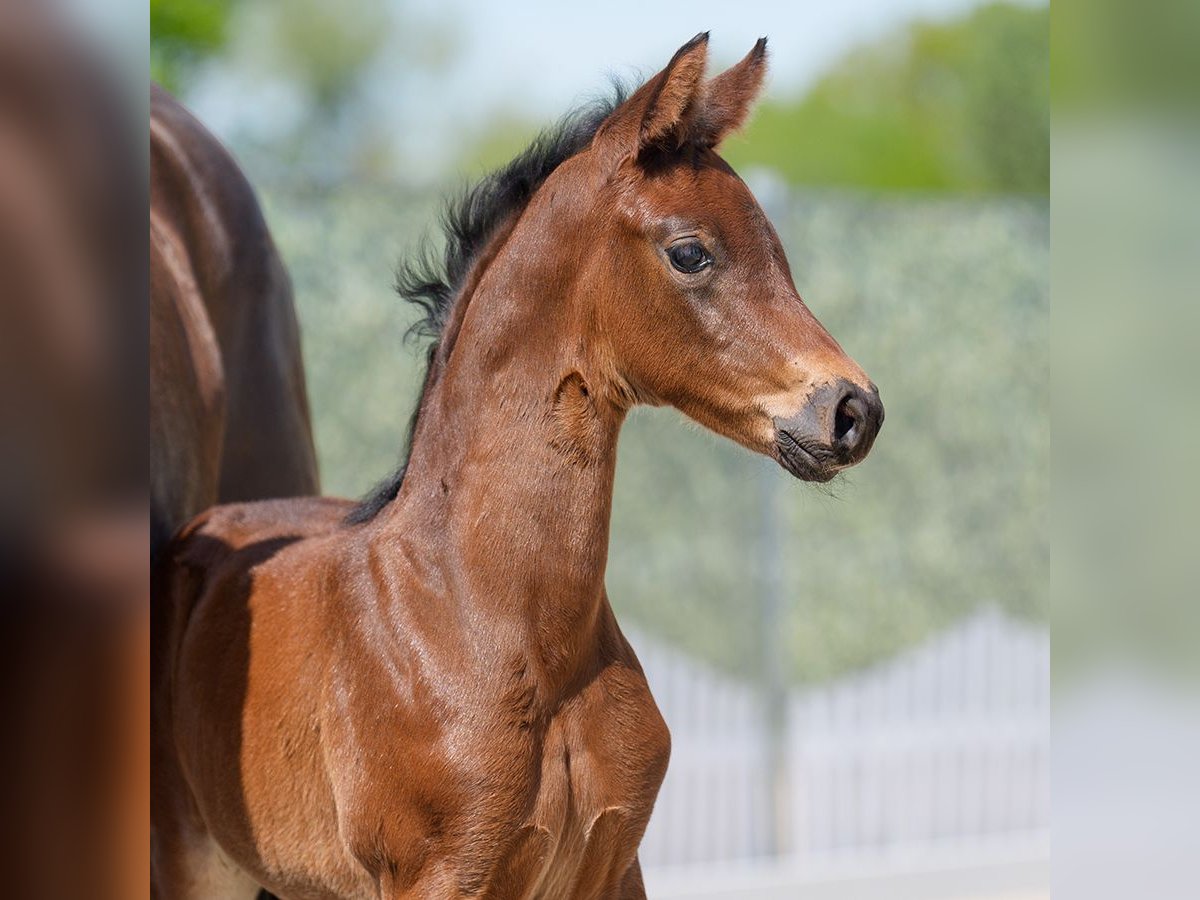Westphalian Mare  Brown in Münster-Handorf