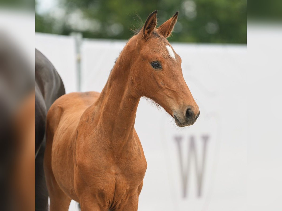 Westphalian Mare Foal (02/2024) Brown in Münster-Handorf