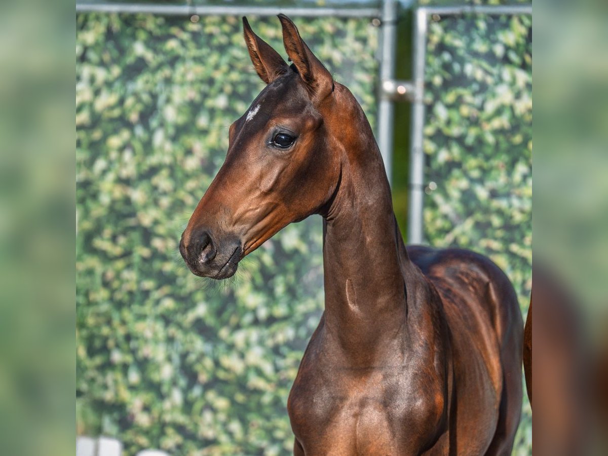 Westphalian Mare Foal (05/2025) Brown in M&#xFC;nster-Handorf