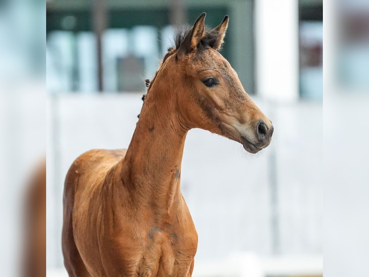 Westphalian Mare Foal (05/2024) Brown in Münster-Handorf