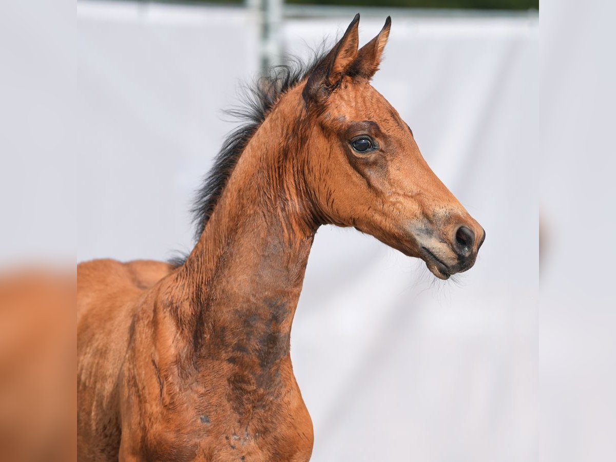 Westphalian Mare Foal (06/2024) Brown in Münster-Handorf