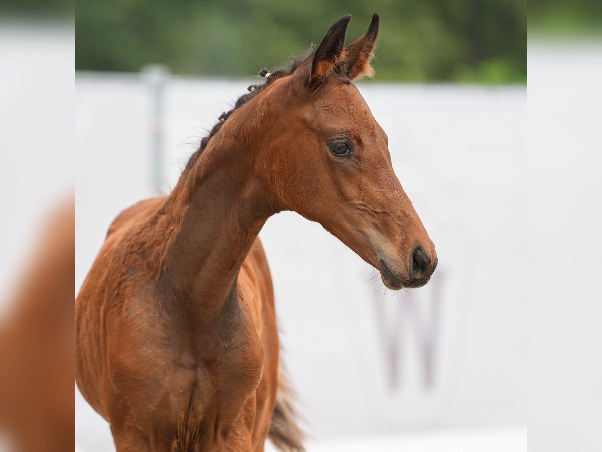 Westphalian Mare Foal (06/2024) Brown in Münster-Handorf