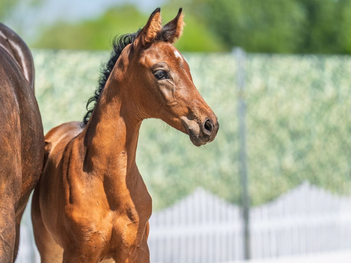 Westphalian Mare  Brown in M&#xFC;nster Handorf