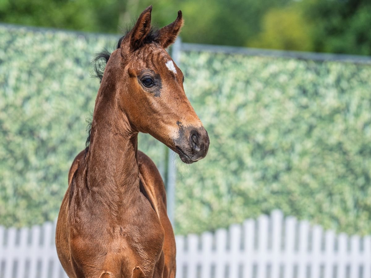 Westphalian Mare  Brown in M&#xFC;nster Handorf