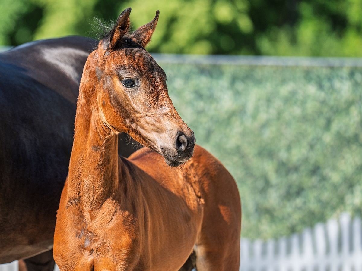 Westphalian Mare  Brown in M&#xFC;nster Handorf