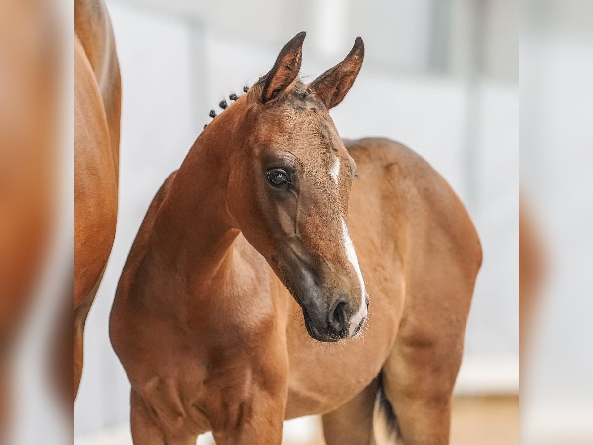 Westphalian Mare Foal (05/2024) Brown in Norden-Norddeich