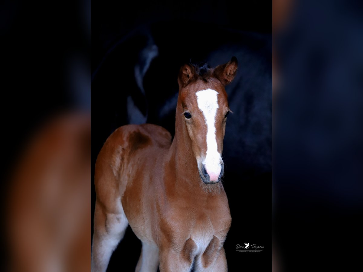 Westphalian Mare  Brown in Neuenkirchen-Vörden