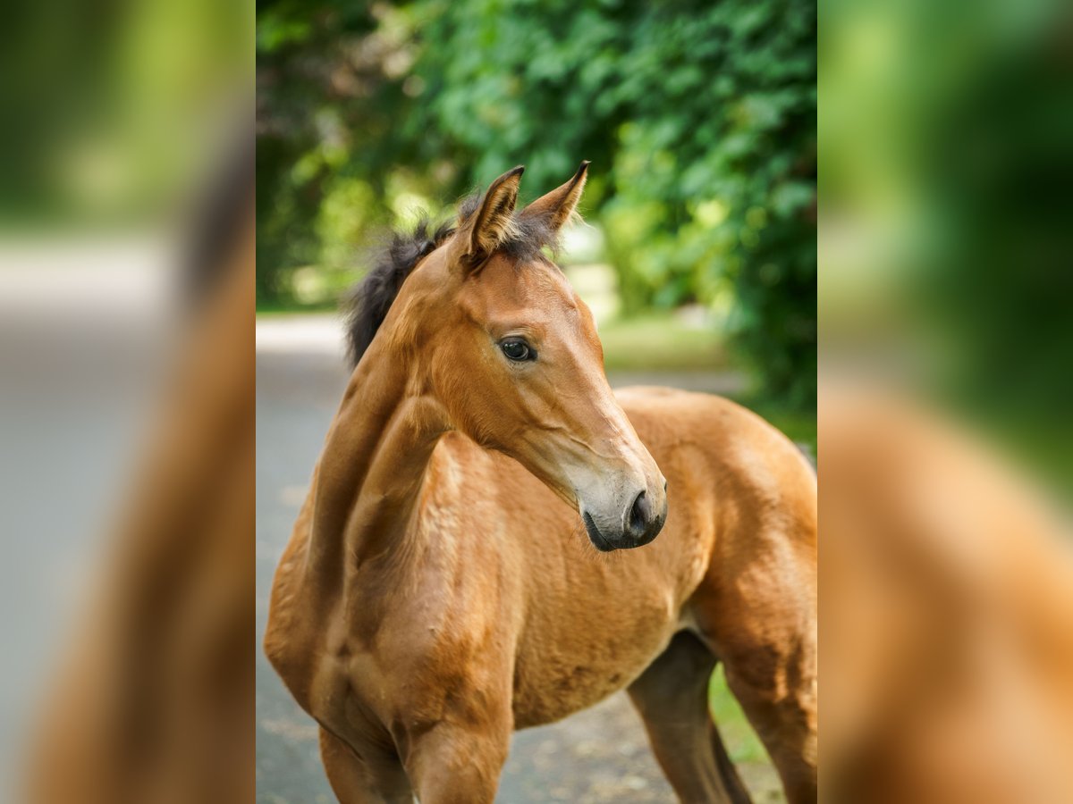 Westphalian Mare  Brown-Light in Drensteinfurt