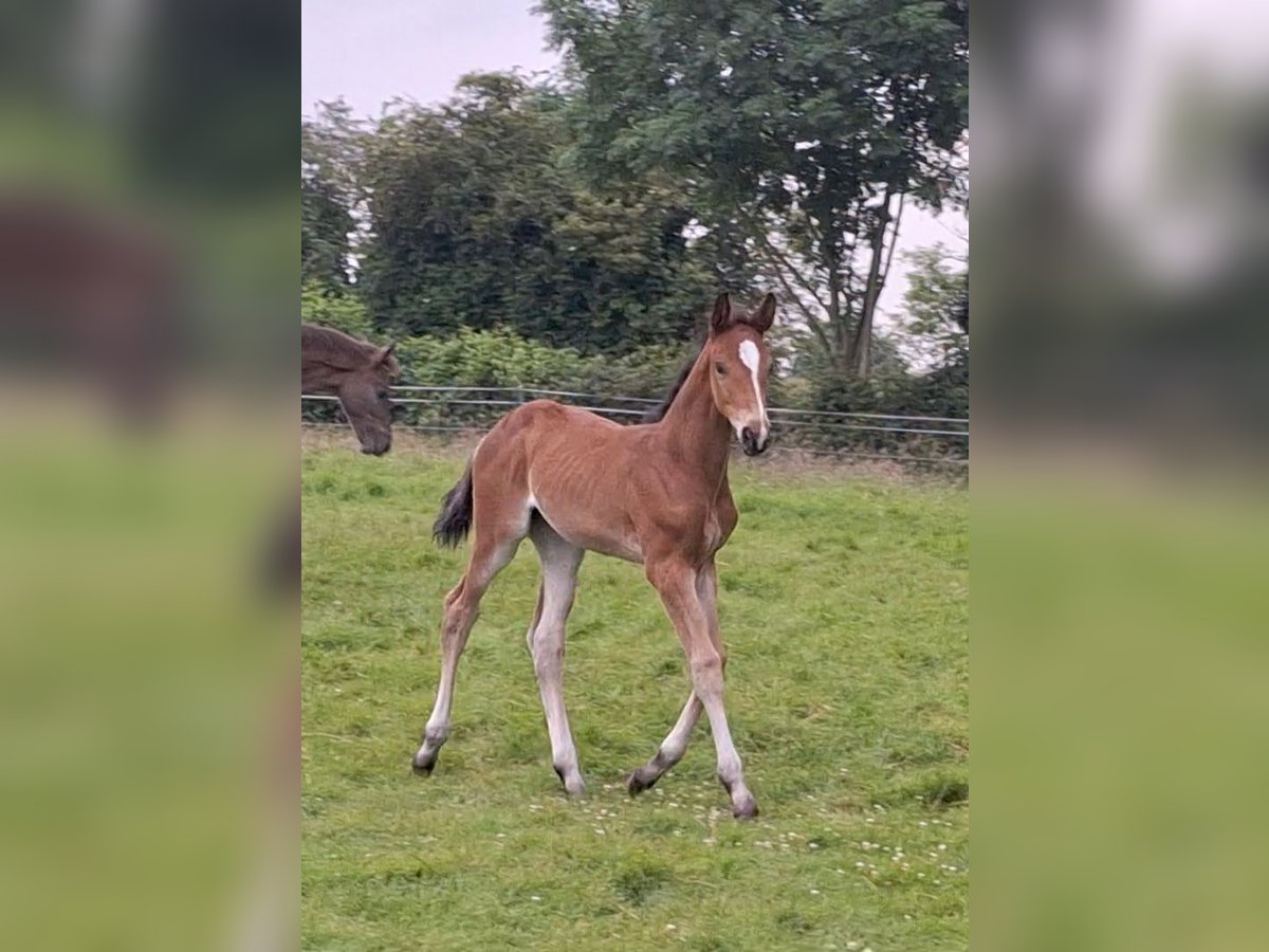 Westphalian Mare Foal (05/2024) Brown in Unna