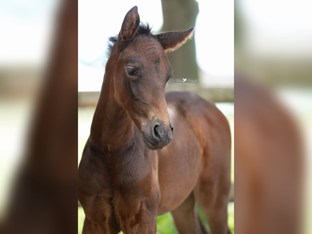 Westphalian Mare Foal (04/2025) Brown in Neuenkirchen-V&#xF6;rden