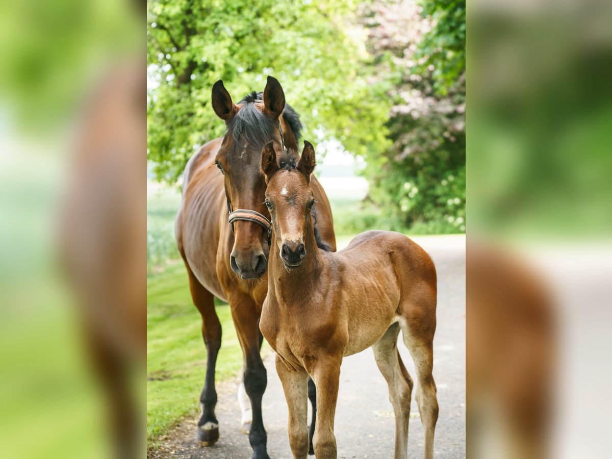 Westphalian Mare  Brown in Drensteinfurt