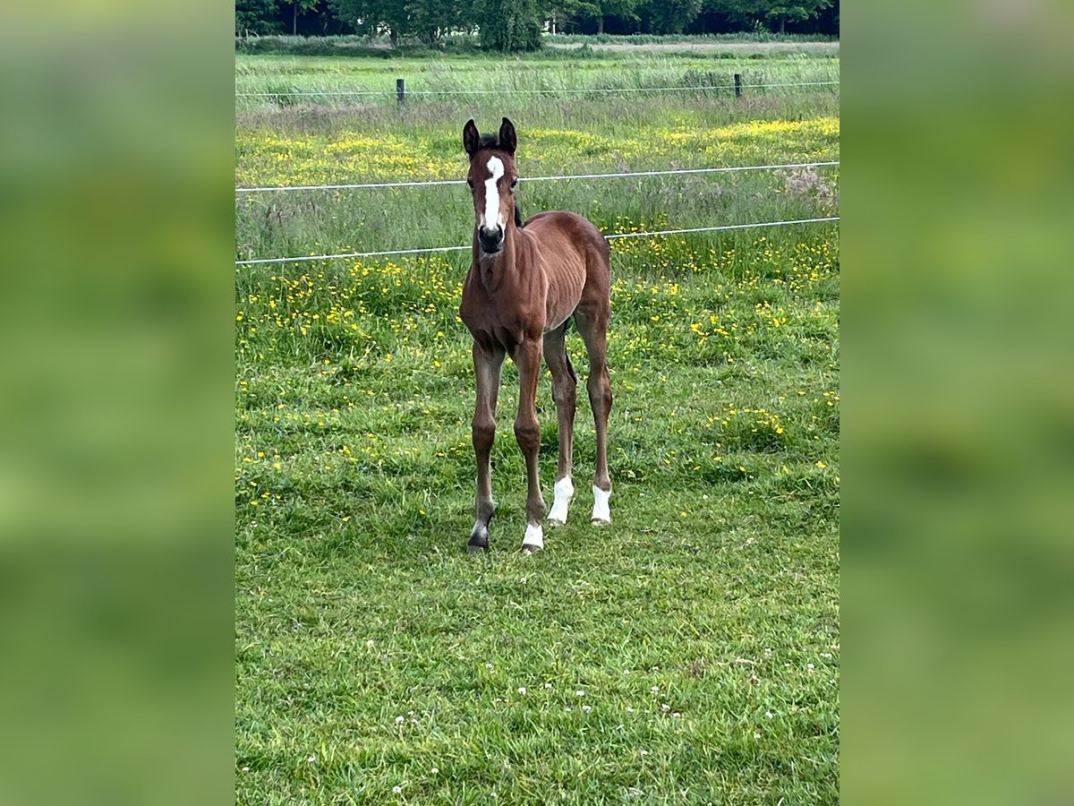 Westphalian Mare  Brown in Gronau (Westfalen)