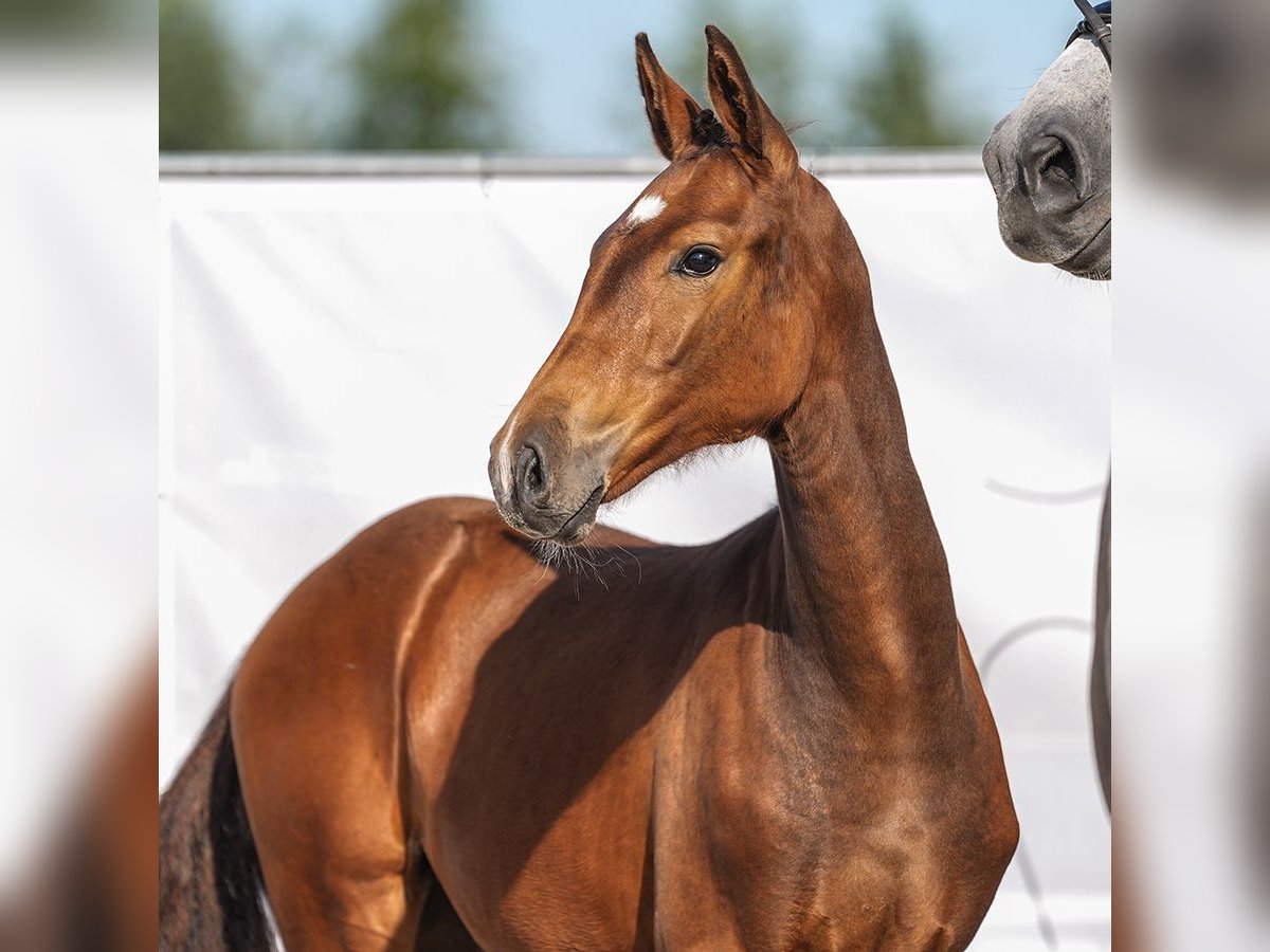 Westphalian Mare Foal (03/2024) Brown in Havixbeck