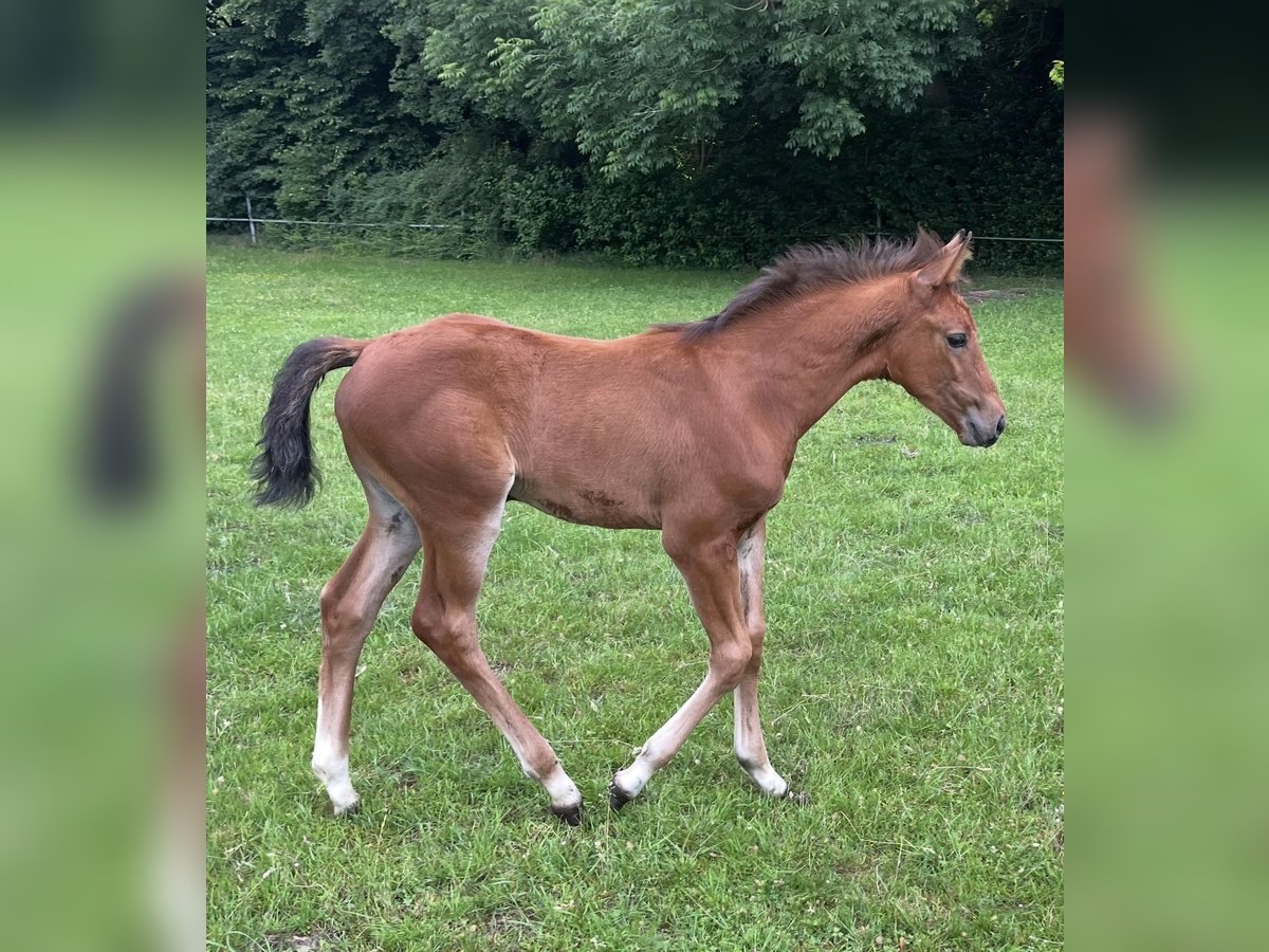Westphalian Mare Foal (04/2025) Brown in H&#xF6;rstel