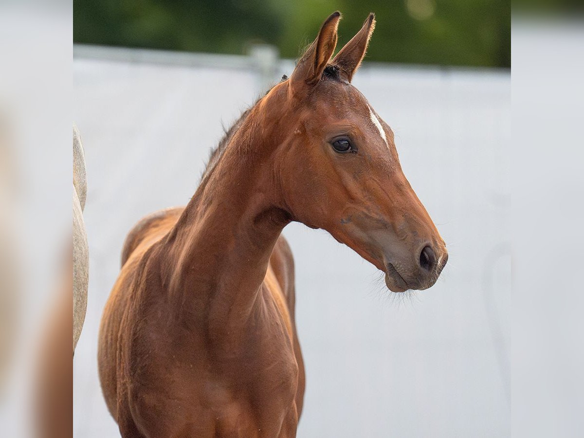 Westphalian Mare Foal (04/2024) Brown in Münster-Handorf