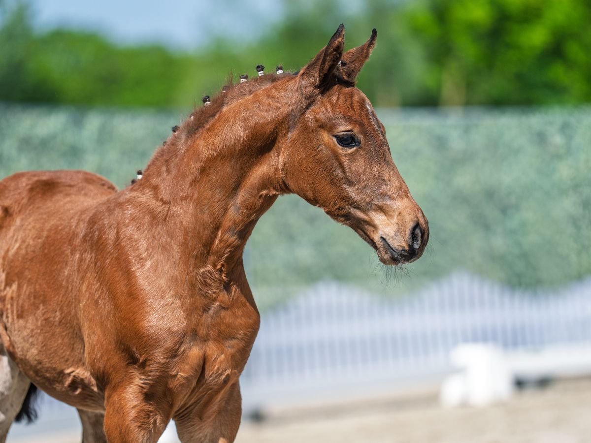 Westphalian Mare  Brown in M&#xFC;nster Handorf