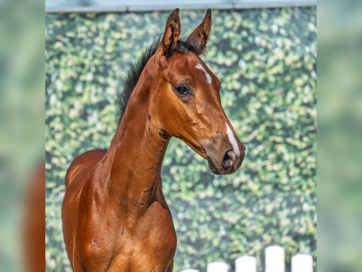 Westphalian Mare Foal (06/2025) Brown in M&#xFC;nster-Handorf