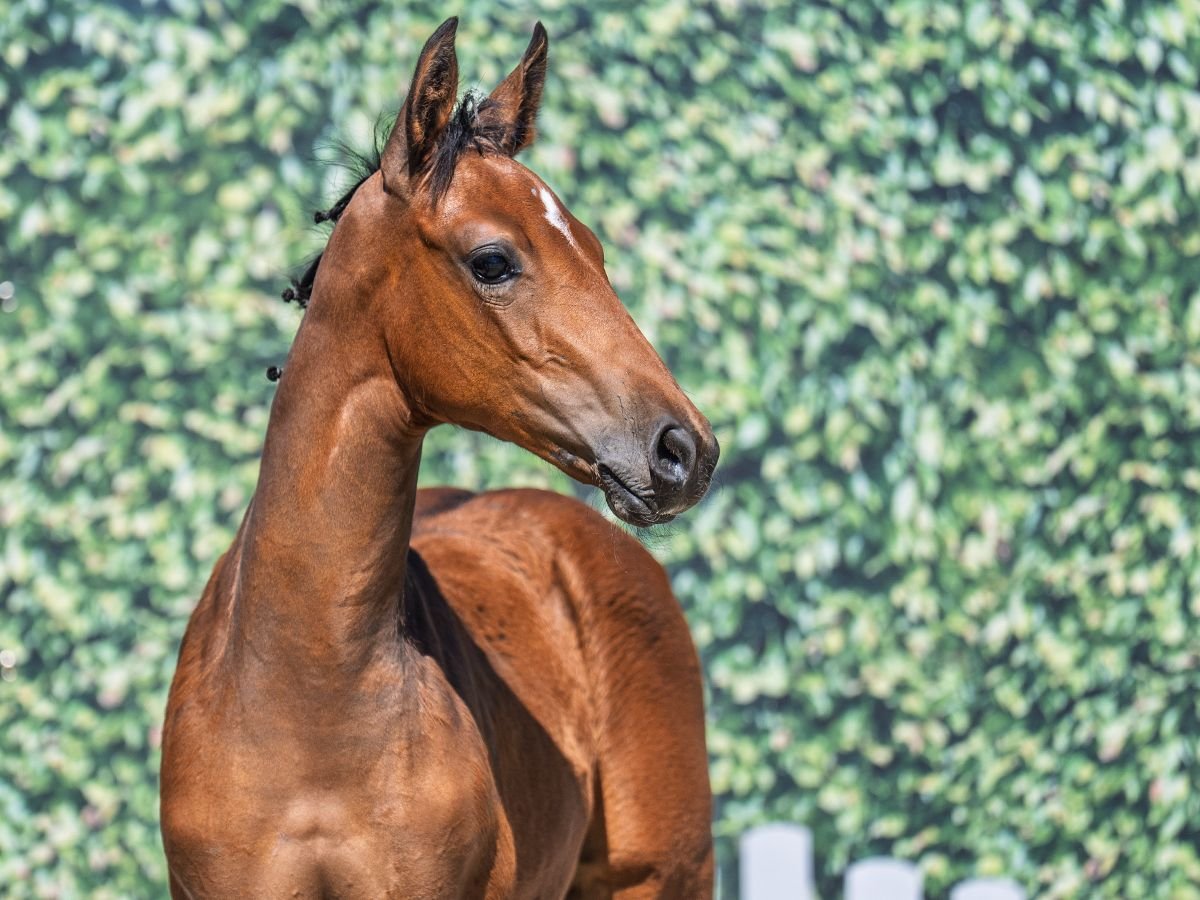 Westphalian Mare  Brown in M&#xFC;nster Handorf