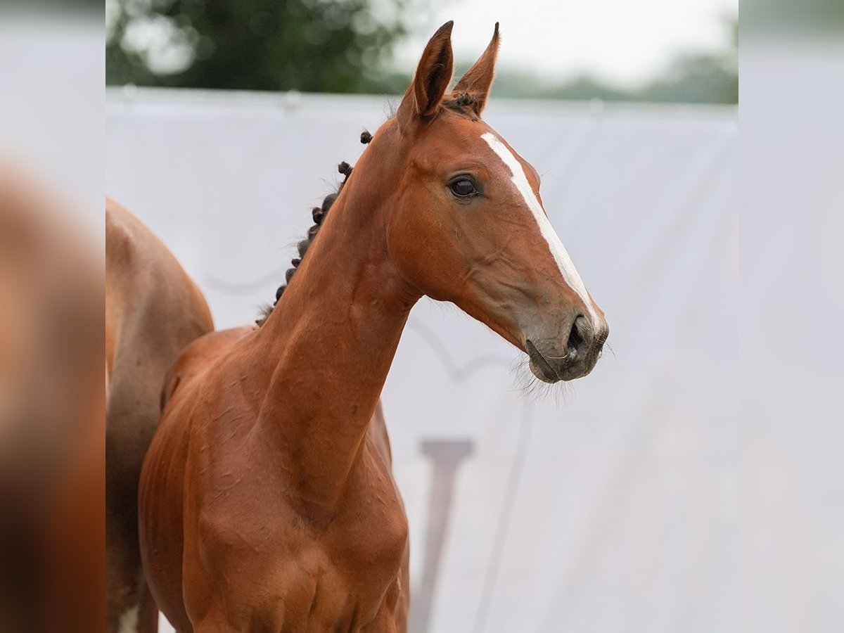 Westphalian Mare Foal (04/2024) Brown in Münster-Handorf