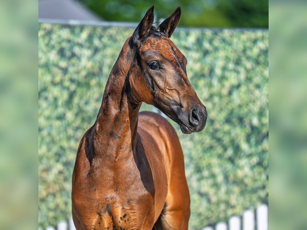 Westphalian Mare Foal (06/2025) Brown in M&#xFC;nster-Handorf