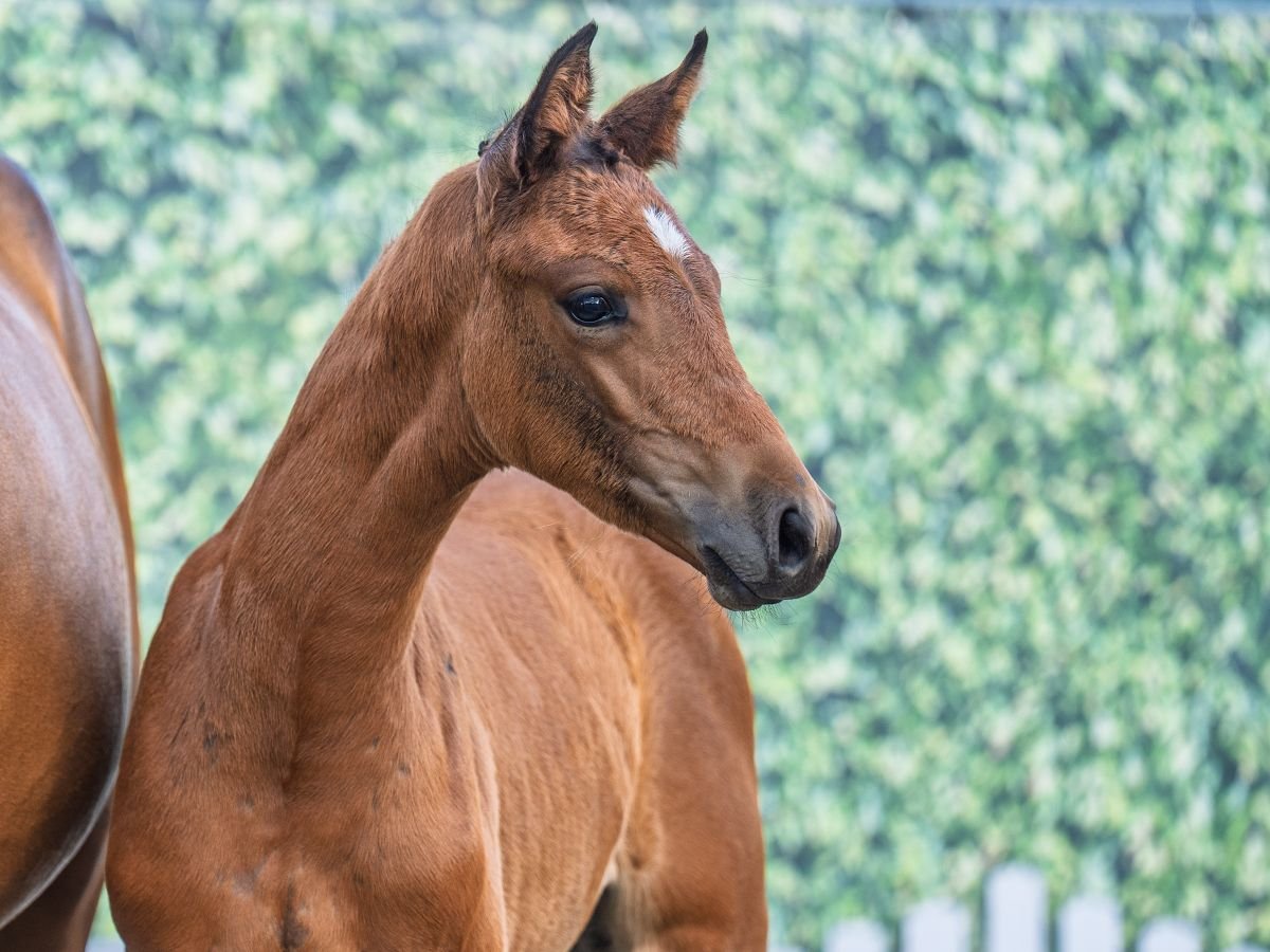 Westphalian Mare  Brown in M&#xFC;nster Handorf