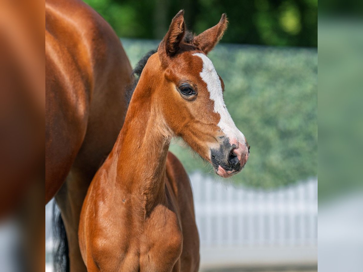 Westphalian Mare Foal (05/2025) Brown in M&#xFC;nster-Handorf