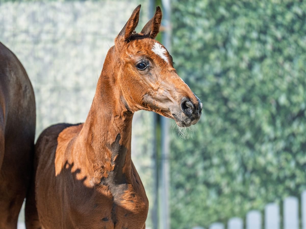 Westphalian Mare  Brown in M&#xFC;nster Handorf