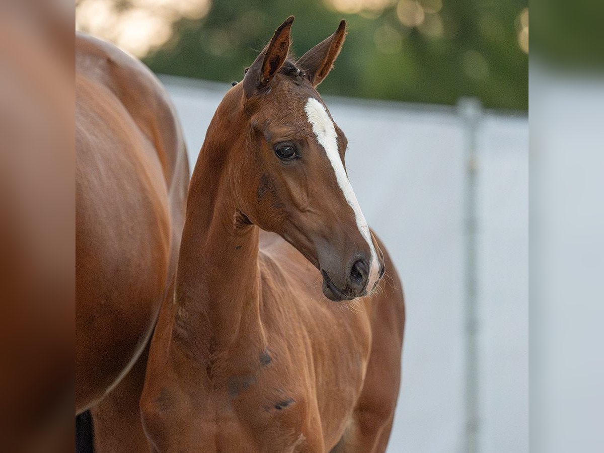 Westphalian Mare Foal (06/2024) Brown in Münster-Handorf