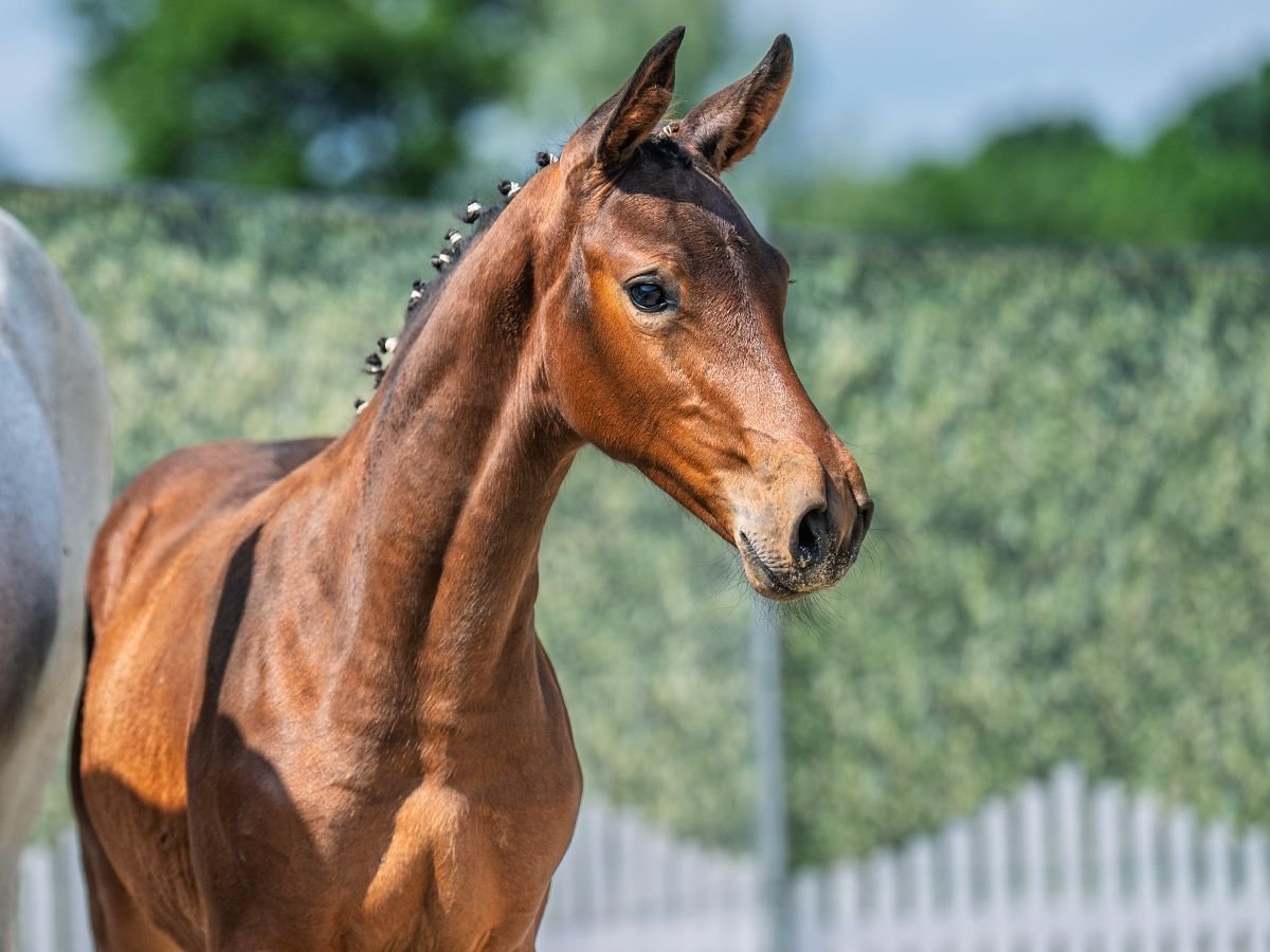 Westphalian Mare  Brown in M&#xFC;nster Handorf