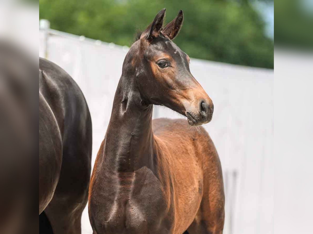 Westphalian Mare Foal (03/2024) Brown in Münster-Handorf