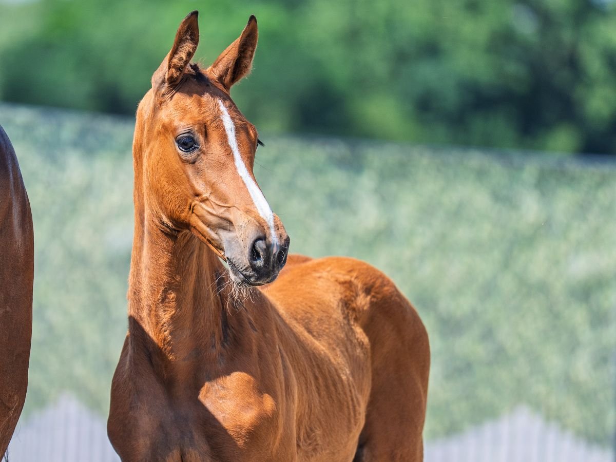 Westphalian Mare  Brown in M&#xFC;nster Handorf