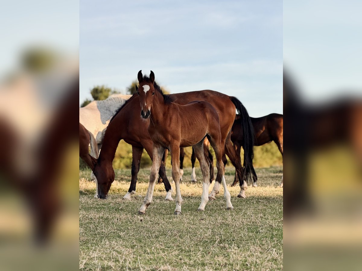 Westphalian Mare Foal (06/2025) Brown in Sendenhorst