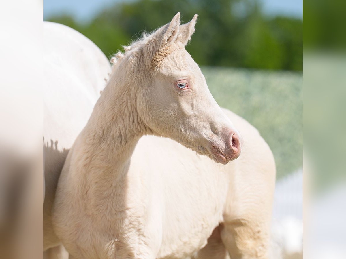 Westphalian Mare  Can be white in Münster-Handorf