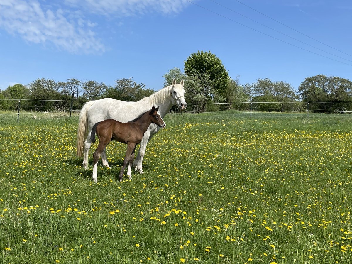 Westphalian Mare  Can be white in Ulrichstein