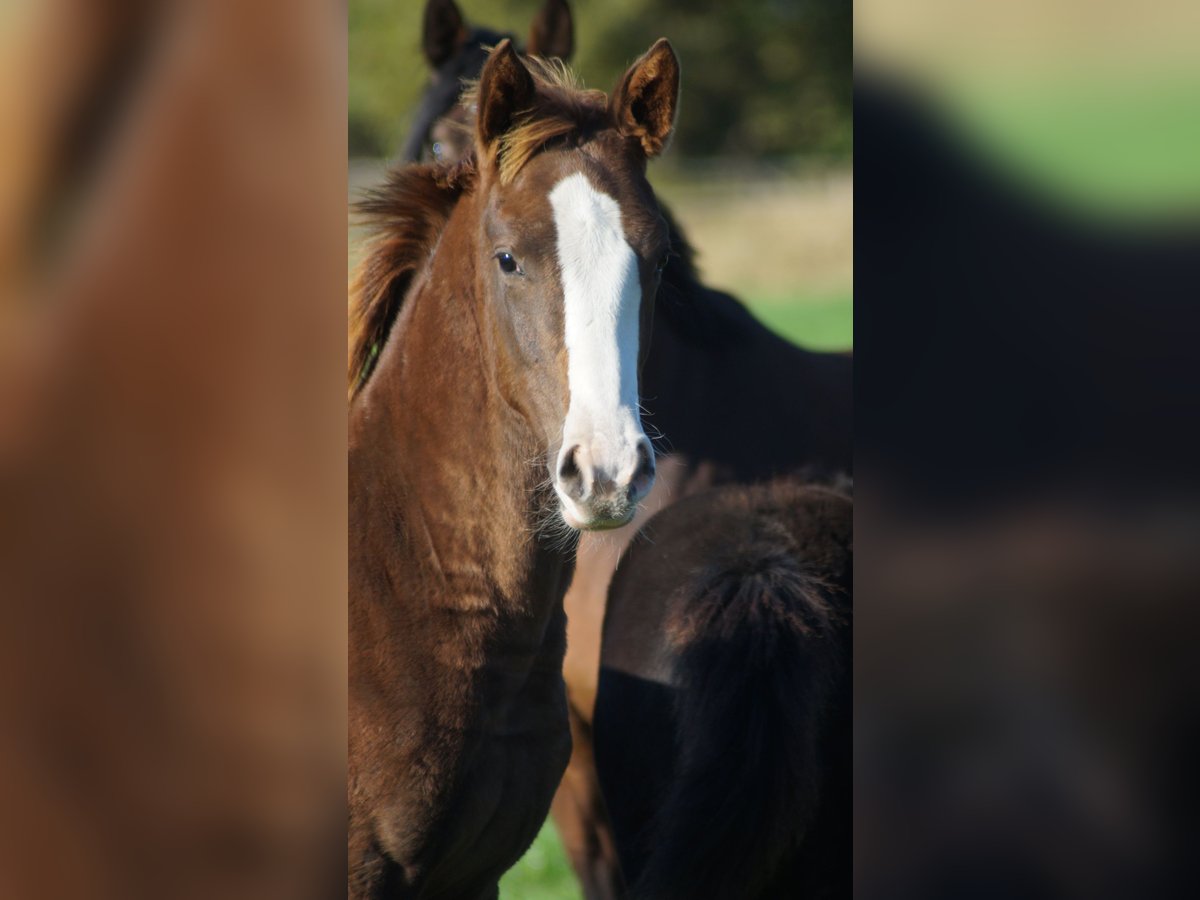Westphalian Mare Foal (04/2025) Chestnut in Neuenkirchen-V&#xF6;rden