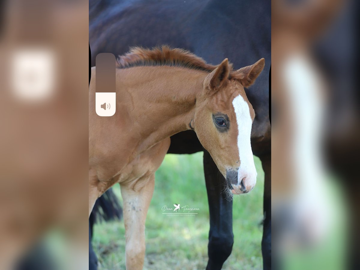 Westphalian Mare Foal (05/2025) Chestnut in Neuenkirchen-V&#xF6;rden