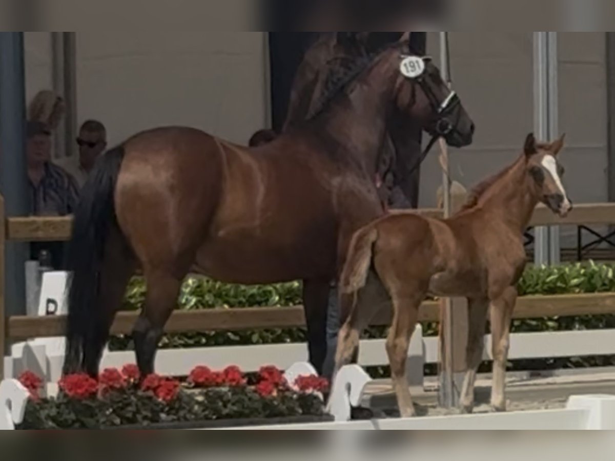 Westphalian Mare  Chestnut in B&#xFC;nde
