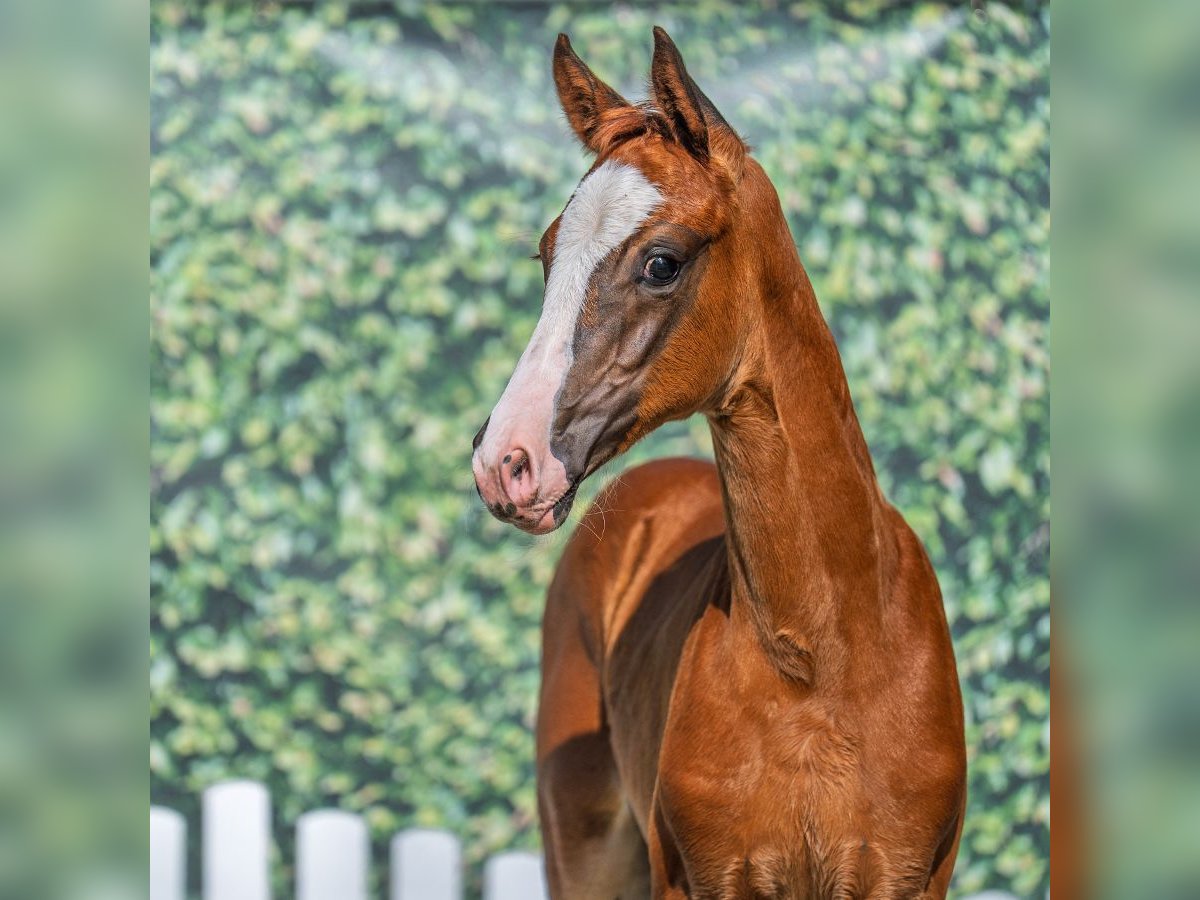 Westphalian Mare Foal (05/2025) Chestnut in M&#xFC;nster-Handorf