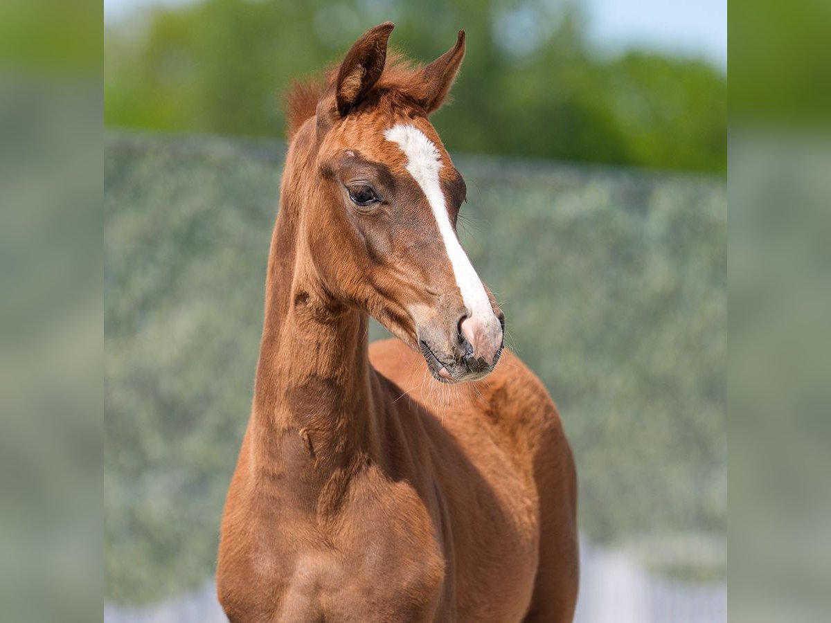 Westphalian Mare  Chestnut in Münster-Handorf
